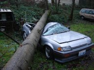 tree pruning