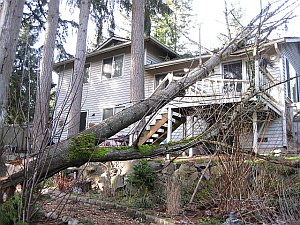 tree pruning and thinning in Bellevue WA