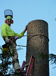 tree removal