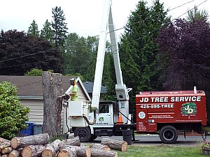 tree removal