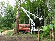 emergency tree service