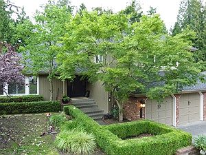 tree pruning and thinning in Kirkland WA