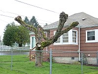 tree pruning