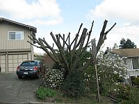 tree pruning and thinning in Kirkland WA