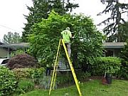 tree pruning