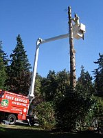 tree pruning and thinning in Kirkland WA