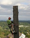 tree removal