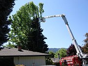 tree removal