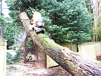 tree pruning and thinning in Kirkland WA